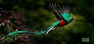 ما هو طائر الكويتزال ماذا يسمى-1.jpg