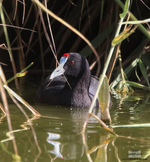 08 مارس من كل عام يحتفل فيه العالم بيوم المرأة.