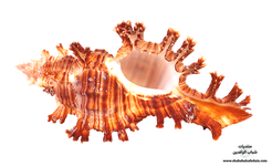 سكرابز اصداف رائعة 🤍