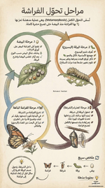 المراحل التي تمر بها اليرقة حتى تصبح فراشة