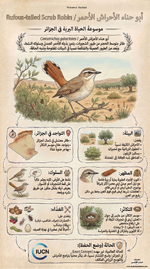 طائر أبو حناء الأحراش الأحمر / Agrobate Roux