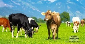 حصوات مرارة البقر أغلى من الذهب.. كيف تحولت إلى ثروة نادرة؟