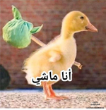 1775247034300.png