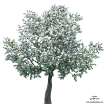 سكرابز شجر  png