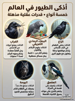 أذكى الطيور في العالم (القدرات العقلية والذكاء)