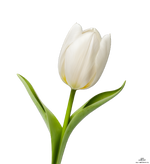 1779106278450.png