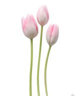 1779106293795.png