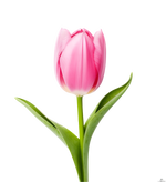 1779106314911.png