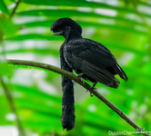 🐦 طائر المظلة طويل اللغد - العملاق الغامض للغابات المطيرة 🌿