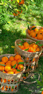 فاكهتي المُفضلة 🍊🍊