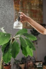 طرق سهلة للحفاظ على سلامة النباتات المنزلية خلال موجات الحر