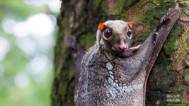 الكولوغو (الليمور الطائر) (Colugo)