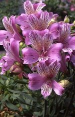 ﺯﻫﺮﺓ ﺍﻷﻟﻴﺴﺘﺮﻭﻣﻴﺮﻳﺎ. Alstroemeriaceae