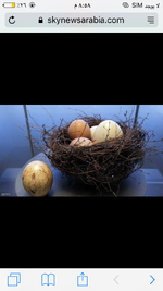 فوائد بيض النعام . فوائد بيض اكبر طائر . بيض النعام يساعد على الأدراك والتعلم