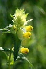 ازهار أوركيد نبات الببغاء النادر.. Rare Parrot Orchid Flower