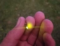 الخُنفس المُضيئة - Lampyridae