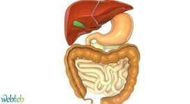 أنماط الهضم في جسم الانسان