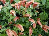 نبات الجمبري او الروبيان :