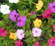 نبتة شب الليل (Mirabilis Jalapa)
