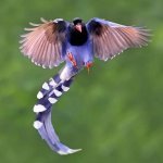 طائر العقعق التايواني الأزرق..