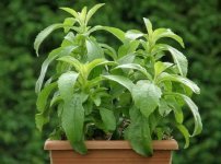 نبات ستيفيا أحد هدايا الطبيعة