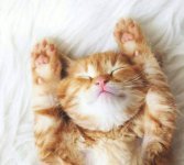 هل تحلم الحيوانات أثناء النوم؟؟؟