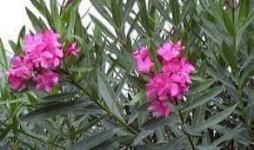 نبات الدفلة