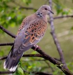 الحمامة السلحفاة : أو اليمام أو الدرغل أو القميري