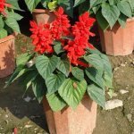 السالفيا (السوج الأحمر): Salvia splendens