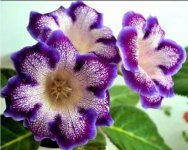 نبات كلوكسينيا