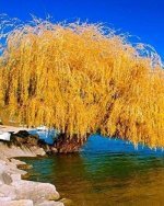 شجرة الصفصاف الذهبي الباكي Golden Weeping Willow
