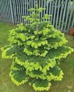 شجرة أروكاريا ..