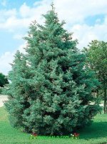 اشجار السرو / أريزونا