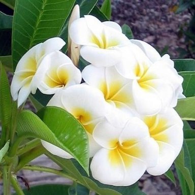 www.shababalrafedain.com
